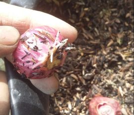 Umbi bawang merah (foto: Ade/Sayurankita)